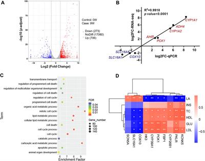 Effect of SLC16A1 on Hepatic Glucose Metabolism in Newborn and Post-Weaned Holstein Bulls